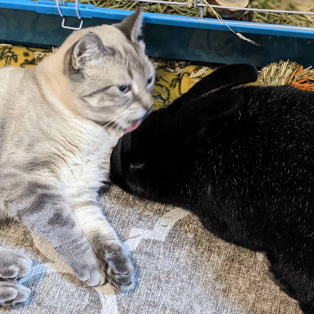 Moira the rabbit and her cat friend