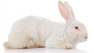 white rabbit