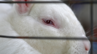 white rabbit close up in cage