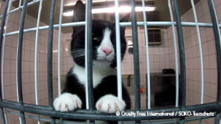 Cat in laboratory