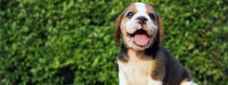Beagle puppy looking up with mouth open