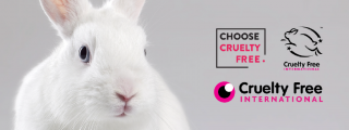 white rabbit on grey back ground with Choose Cruelty Free logo and Cruelty Free International logo