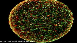 Image of mini-brain grown in a laboratory