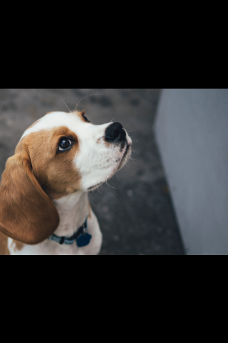 face of cute small beagle - Photo by Marcus Wallis on Unsplash