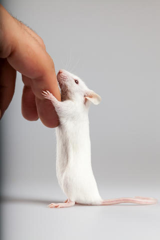White mouse holding human finger