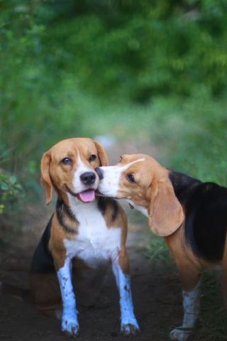 Beagle dog licking beagle dogs face