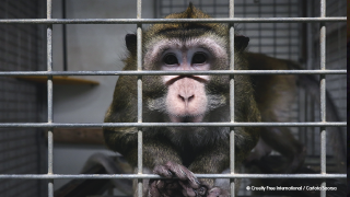 Primate in cage at Vivotecnia