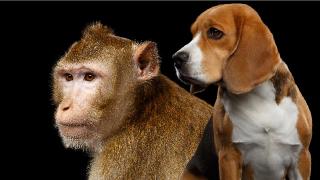 Macaque Monkey and Beagle dog close-up