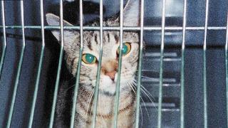 Cat behind bars in an EU laboratory