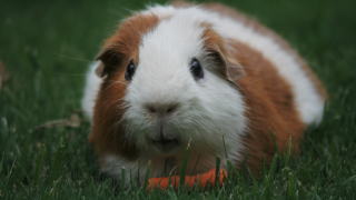 Guinea Pig eating carrot in grass