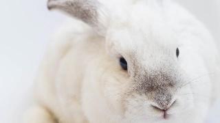 Close-up white rabbit - Photo by Gustavo Zambelli on Unsplash