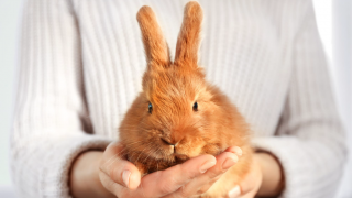 Brown Rabbit being held in joined hands