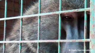 close up of baboon in cage
