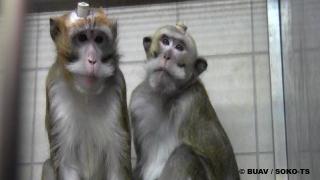CFI_Soko_TS_monkeys_in_laboratory