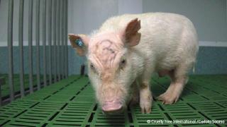 Pig in cage at Vivotecnia laboratory a 3 written on head