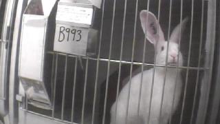 BUAV copyright rabbit in cage 2009
