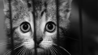 Close up of cat looking to camera behind cage bars with black and white tint