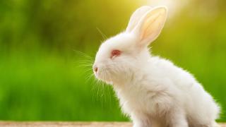 white rabbit in green grass