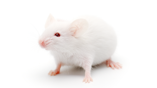 White rat on a white background