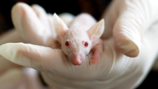 White mouse in human hand wearing white plastic glove