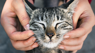 Cat being petted