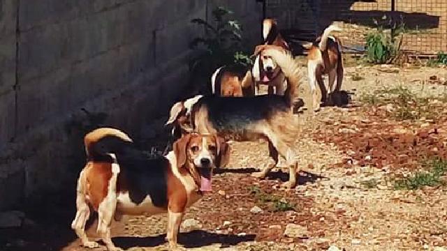 Four dogs outside in a fenced area