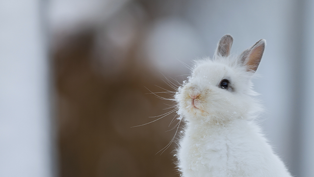 White rabbit in snow