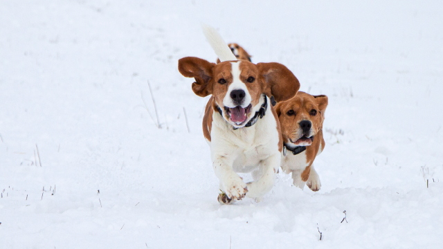 Two beagles running in the snow