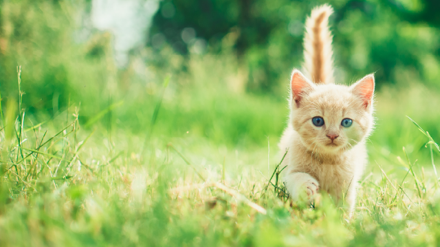 blonde kitten running in field