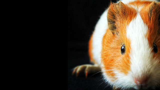 Brown and white guinea pig on black background - Photo by Faris Subriun from Pexels