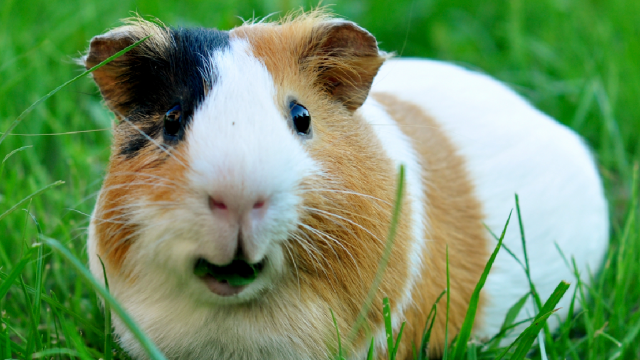 brown, white and black guinea pig on grass looking at camera