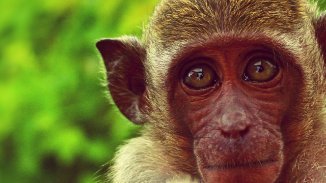 Macaque Monkey looking into the camera - Photo by Adrien from Pexels