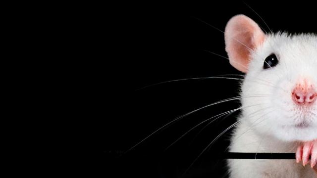 White mouse on black background