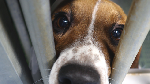 Beagle in Cage at Vivotecnia